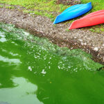 Harmful Algal Blooms
