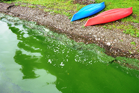 Harmful Algal Blooms